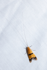 Macrostemum fastosum