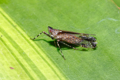 Orthopagus splendens