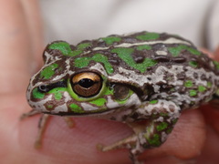 Ranoidea cyclorhynchus