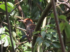 Colaptes auratus mexicanoides
