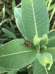 Tetraopes tetrophthalmus