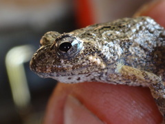 Pseudophryne guentheri