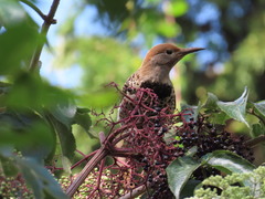 Colaptes auratus mexicanoides