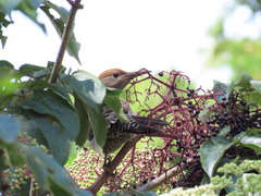 Colaptes auratus mexicanoides