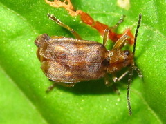 Galerucella grisescens