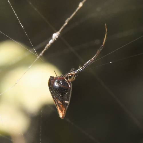 photo of American Dewdrop Spider (Argyrodes elevatus)