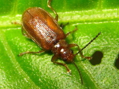 Galerucella grisescens