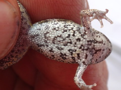 Pseudophryne guentheri