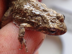 Pseudophryne guentheri