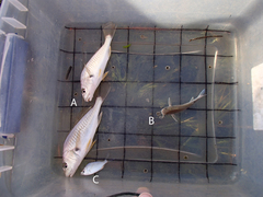 Eucinostomus argenteus