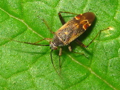 Polymerus cognatus