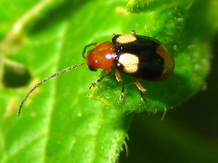 Monolepta quadriguttata