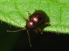 Basilepta fulvipes