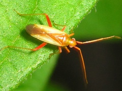 Stenotus rubrovittatus