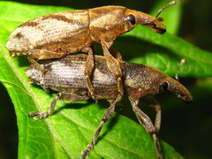 Lixus acutipennis