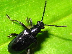Lema concinnipennis