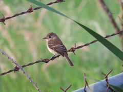 Empidonax albigularis