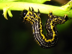 Celastrus flagellaris