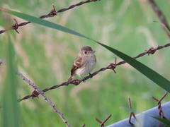 Empidonax albigularis