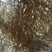 Splitting Yarn Lichen - Photo (c) Ken Kellman, some rights reserved (CC BY-NC), uploaded by Ken Kellman