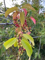 Prunus virginiana
