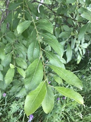 Salix caprea