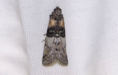 Tlascala reductella