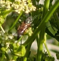 Ozodiceromyia nigrimana