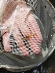 Paratya curvirostris