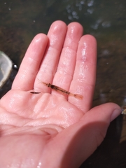 Paratya curvirostris