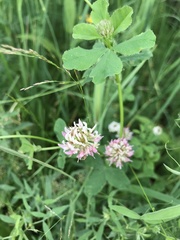 Trifolium hybridum