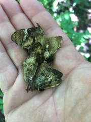 Lymantria dispar dispar