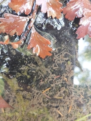 Gobiomorphus cotidianus