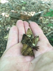 Lymantria dispar dispar