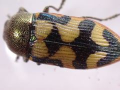 Castiarina simulata