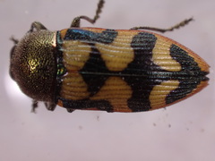 Castiarina simulata