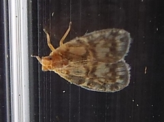 Bothriocera drakei