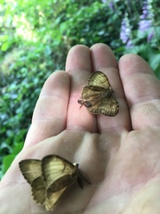 Lymantria dispar dispar