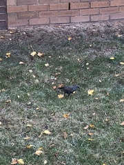 Sturnus vulgaris