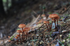 Laccaria laccata