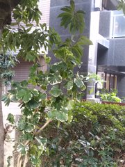 Polyscias balfouriana