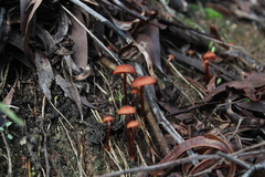 Laccaria laccata