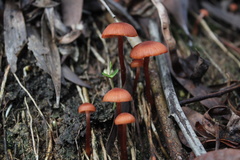Laccaria laccata