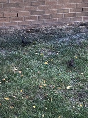 Sturnus vulgaris