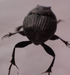 Onthophagus atrox