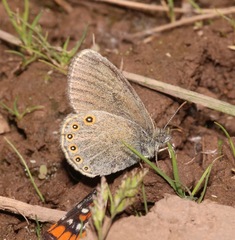 Coenonympha haydenii