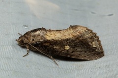 Odontodes seranensis