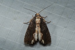 Odontodes seranensis