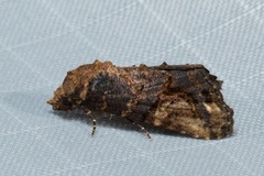 Lophoptera coangulata