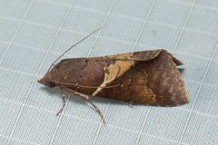 Lophoptera torrens